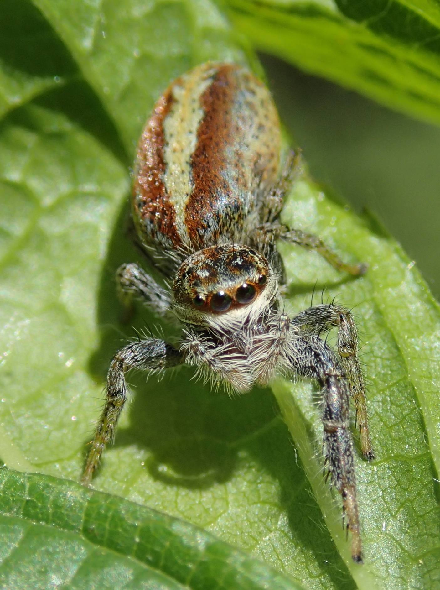 Salticidae:  Marpissa pomatia  - Lughignano (TV)